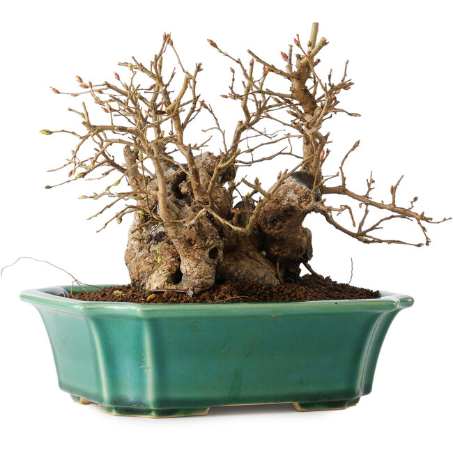 Carpinus coreana, 17 cm, ± 20 years old