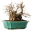 Carpinus coreana, 17 cm, ± 20 jaar oud