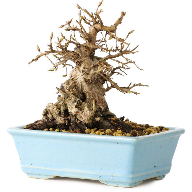 Carpinus coreana, 16 cm, ± 20 years old