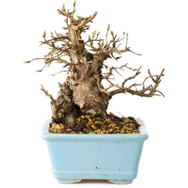 Carpinus coreana, 16 cm, ± 20 years old