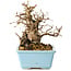 Carpinus coreana, 16 cm, ± 20 anni