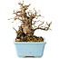 Carpinus coreana, 16 cm, ± 20 jaar oud
