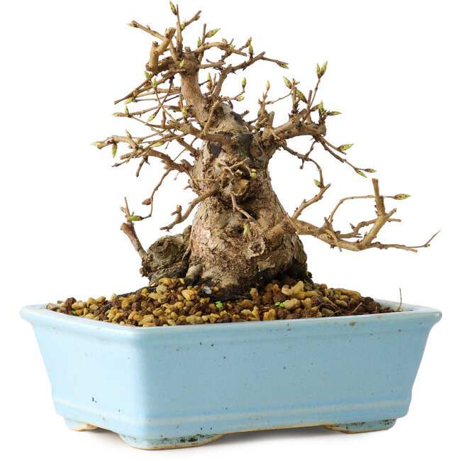 Carpinus coreana, 16 cm, ± 20 ans