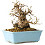Carpinus coreana, 16 cm, ± 20 jaar oud