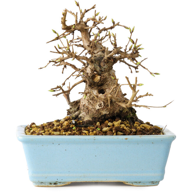 Carpinus coreana, 16 cm, ± 20 jaar oud
