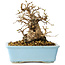 Carpinus coreana, 16 cm, ± 20 jaar oud