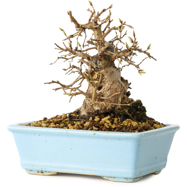 Carpinus coreana, 16 cm, ± 20 años