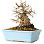 Carpinus coreana, 16 cm, ± 20 jaar oud
