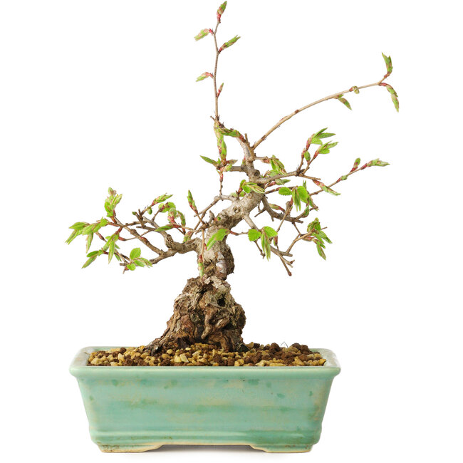 Carpinus coreana, 16 cm, ± 20 jaar oud