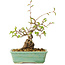 Carpinus coreana, 16 cm, ± 20 jaar oud