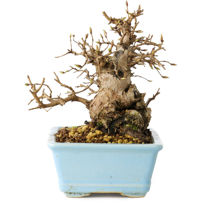 Carpinus coreana, 16 cm, ± 20 Jahre alt