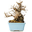 Carpinus coreana, 16 cm, ± 20 jaar oud