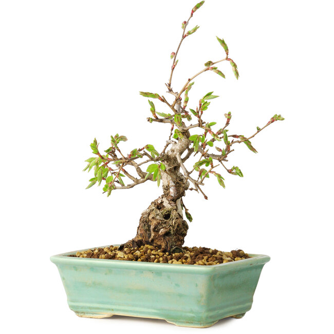 Carpinus coreana, 16 cm, ± 20 jaar oud