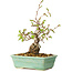 Carpinus coreana, 16 cm, ± 20 jaar oud
