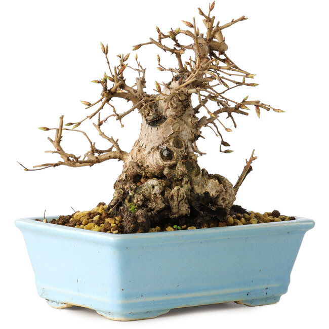 Carpinus coreana, 16 cm, ± 20 Jahre alt