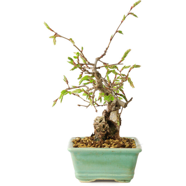 Carpinus coreana, 16 cm, ± 20 jaar oud