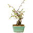 Carpinus coreana, 16 cm, ± 20 jaar oud