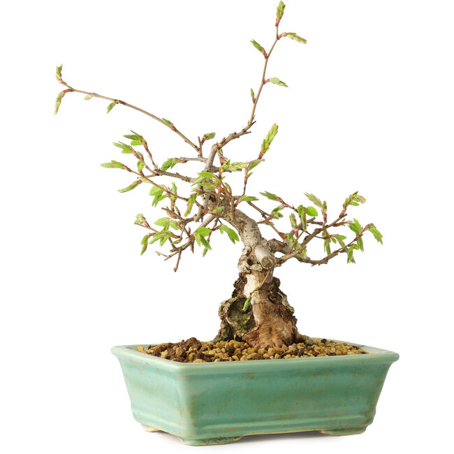 Carpinus coreana, 16 cm, ± 20 anni