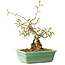 Carpinus coreana, 16 cm, ± 20 jaar oud