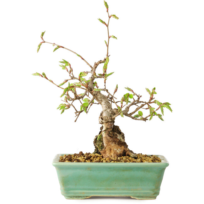 Carpinus coreana, 16 cm, ± 20 years old