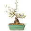 Carpinus coreana, 16 cm, ± 20 jaar oud
