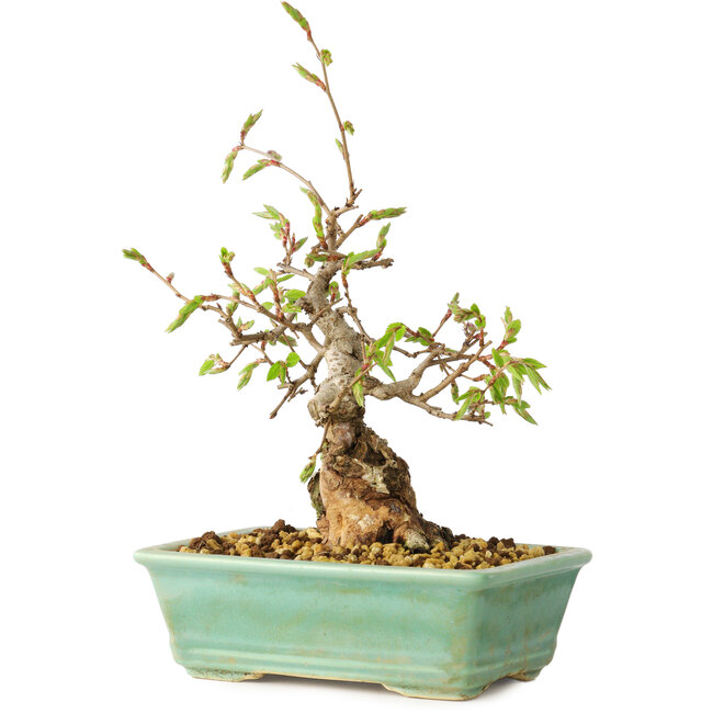 Carpinus coreana, 16 cm, ± 20 years old