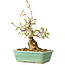 Carpinus coreana, 16 cm, ± 20 jaar oud