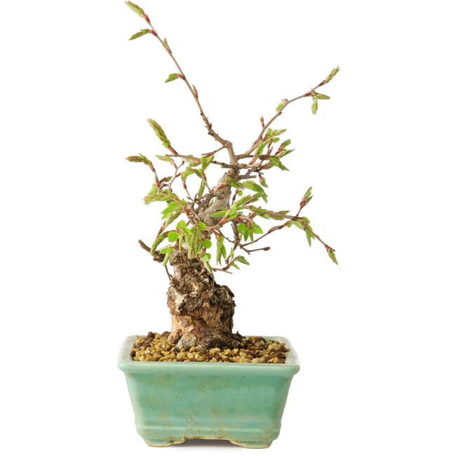 Carpinus coreana, 16 cm, ± 20 anni