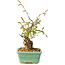 Carpinus coreana, 16 cm, ± 20 jaar oud