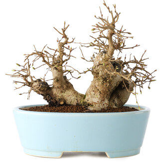 Carpinus coreana, 19 cm, ± 20 jaar oud
