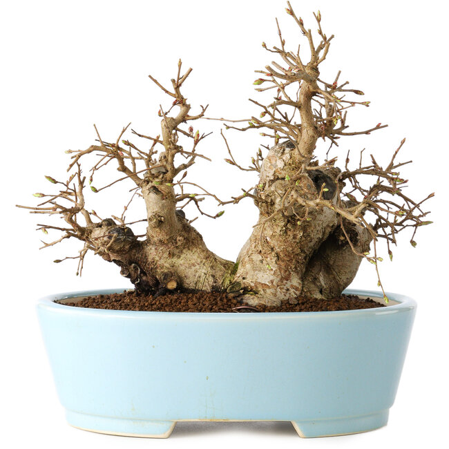 Carpinus coreana, 19 cm, ± 20 jaar oud