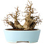 Carpinus coreana, 19 cm, ± 20 jaar oud