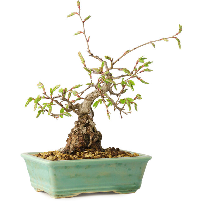 Carpinus coreana, 16 cm, ± 20 Jahre alt