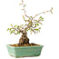 Carpinus coreana, 16 cm, ± 20 Jahre alt