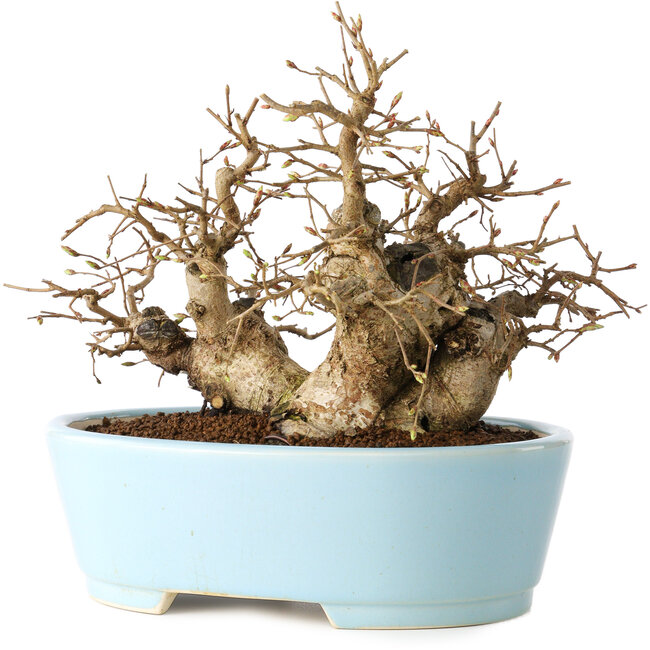 Carpinus coreana, 19 cm, ± 20 anni