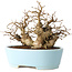 Carpinus coreana, 19 cm, ± 20 jaar oud