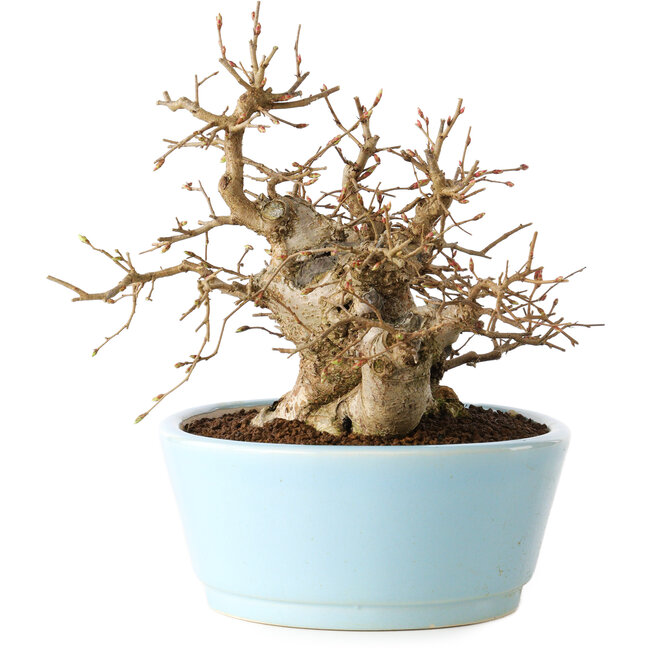 Carpinus coreana, 19 cm, ± 20 anni