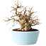 Carpinus coreana, 19 cm, ± 20 jaar oud