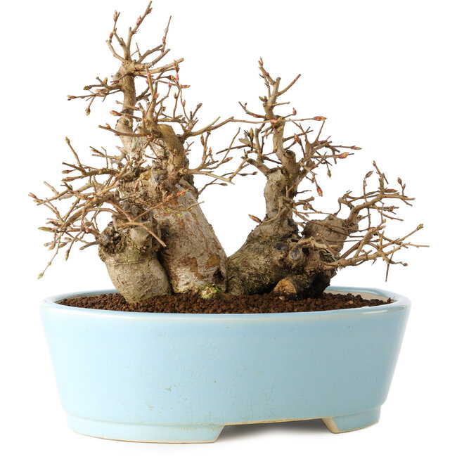 Carpinus coreana, 19 cm, ± 20 años