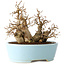 Carpinus coreana, 19 cm, ± 20 jaar oud