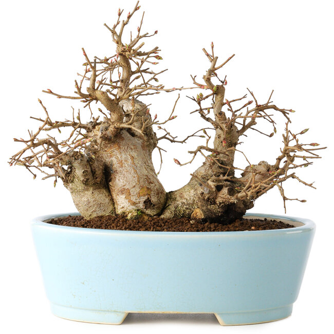 Carpinus coreana, 19 cm, ± 20 jaar oud