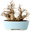 Carpinus coreana, 19 cm, ± 20 jaar oud