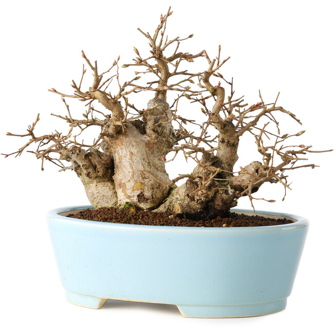 Carpinus coreana, 19 cm, ± 20 Jahre alt