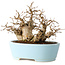 Carpinus coreana, 19 cm, ± 20 jaar oud