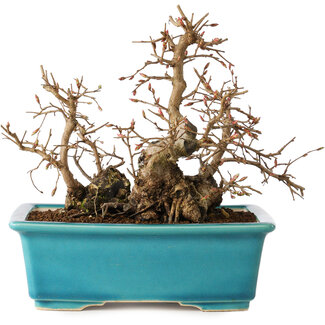 Carpinus coreana, 19 cm, ± 20 jaar oud