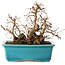 Carpinus coreana, 19 cm, ± 20 jaar oud