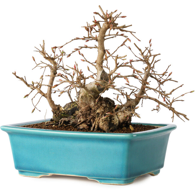 Carpinus coreana, 19 cm, ± 20 Jahre alt