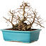 Carpinus coreana, 19 cm, ± 20 jaar oud