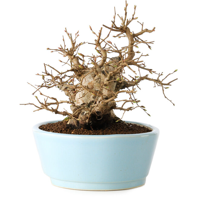 Carpinus coreana, 19 cm, ± 20 ans