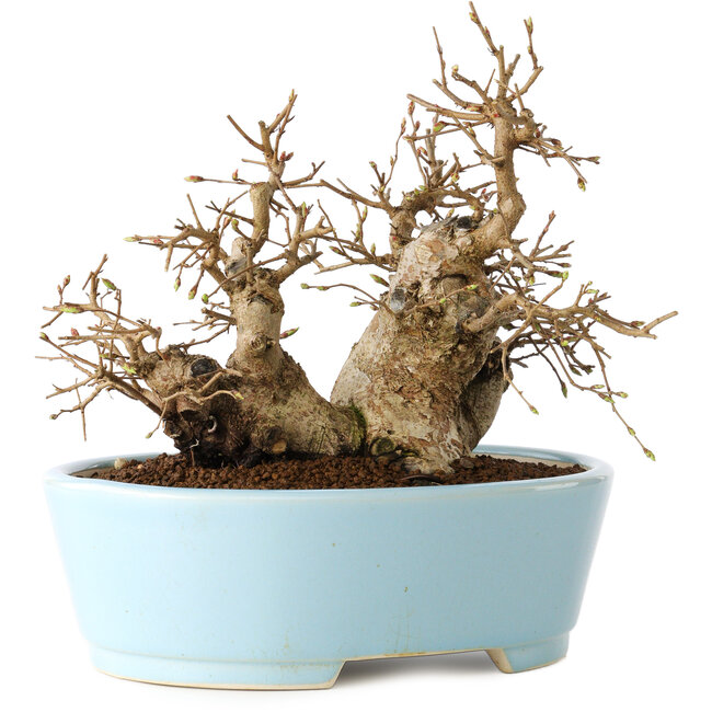 Carpinus coreana, 19 cm, ± 20 años